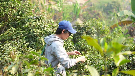 采摘茶叶茶叶云南茶普洱茶