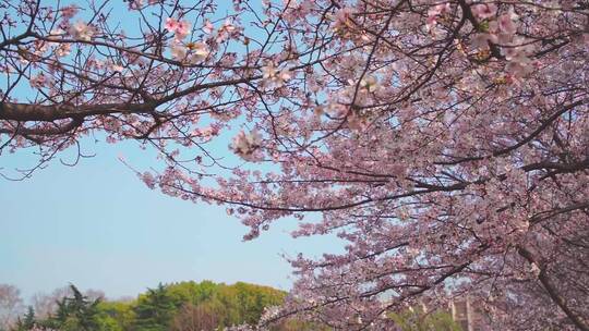 春天蓝天下樱花树的樱花绽放视频素材模板下载