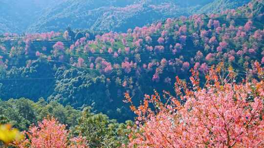 大理无量山樱花谷