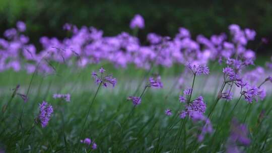 公园紫色盛开的花在风中摇曳17秒特写镜头