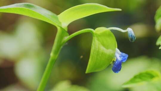 唯美植物空镜特写视频素材模板下载