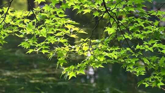 唯美的风景 阳光洒在树叶上