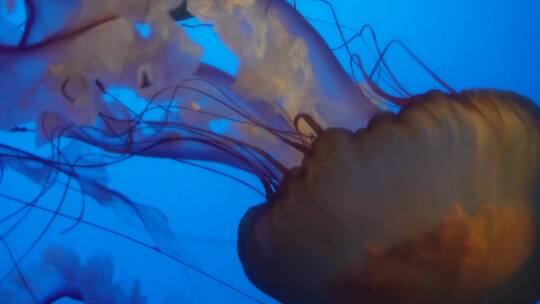 【镜头合集】触手须子太平洋海刺水母深海