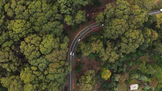 道路和树木的航拍镜头