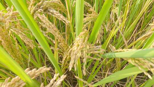 丰收秋天稻田水稻稻穗特写