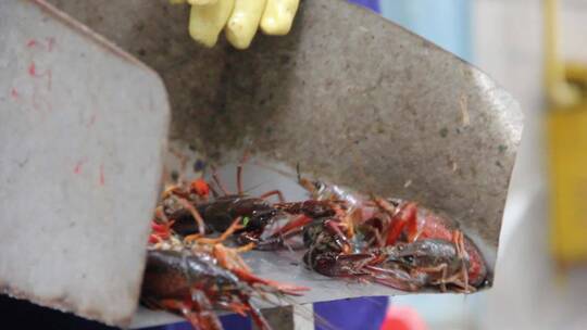 小龙虾挑选洗虾工人水产养殖中餐餐饮