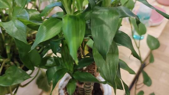 室内盆栽富贵竹