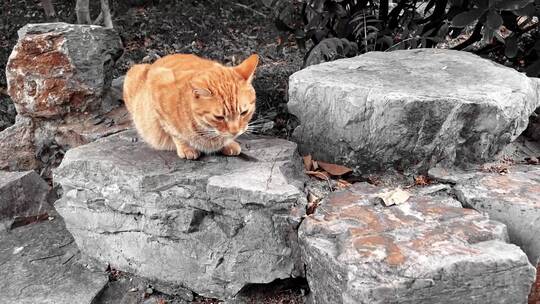 石头上的猫视频