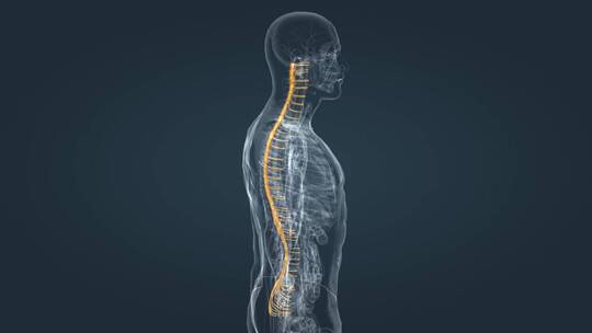 医学人体解剖椎间盘突出脊髓的解剖结构