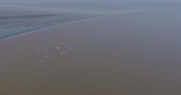 杭州钱塘江江海湿地候鸟野鸭飞翔慢镜头