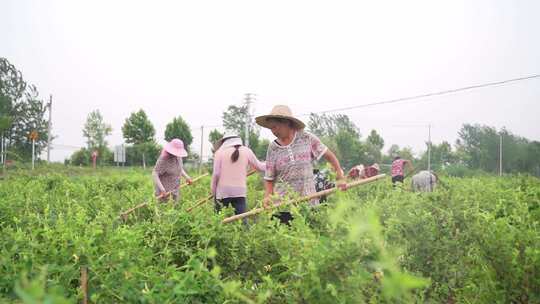 农田 农民 锄地 除草