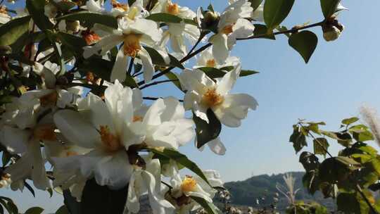 山茶花油茶花油茶林实拍