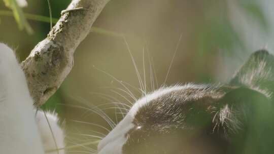 猫，猫，毛茸茸的，脸