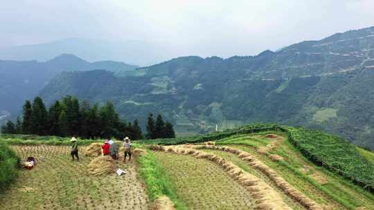 秋天阳光下桂林龙胜孟山梯田收割稻子的场景