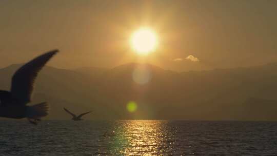 日出海鸥湖面飞翔视频素材模板下载