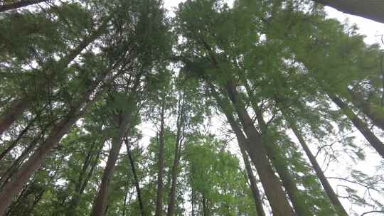 自然风光树枝树叶无锡太湖鼋头渚风景区实拍