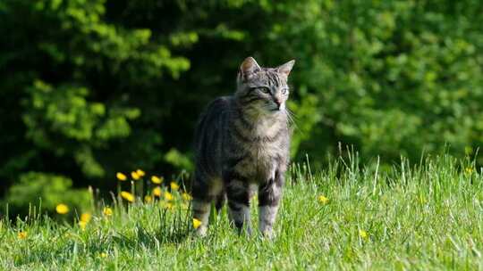 草地上的斑纹猫狸花猫