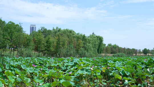 武汉江夏区黄家湖湿地公园