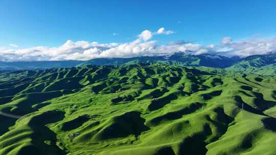 新疆大草原伊犁恰西大草原那拉提