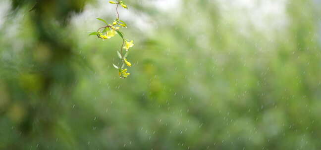 绿叶 细雨 朦胧