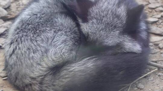 黑色狐狸银狐保护动物