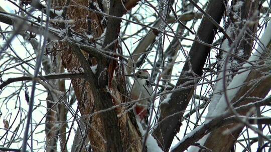 啄木鸟正在啄树