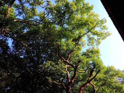 仰视视角下的茂密绿树