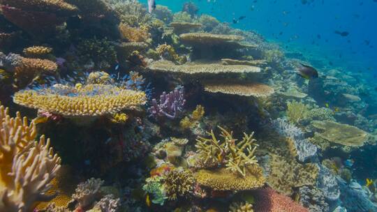 丰富多彩的海底世界动物鱼群珊瑚风景背景