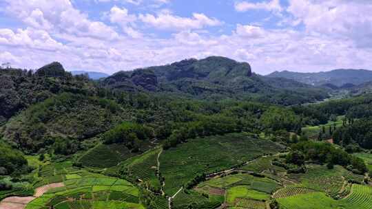 福建武夷山茶山梯田茶园延时