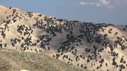 干旱石质山坡上的稀有树木