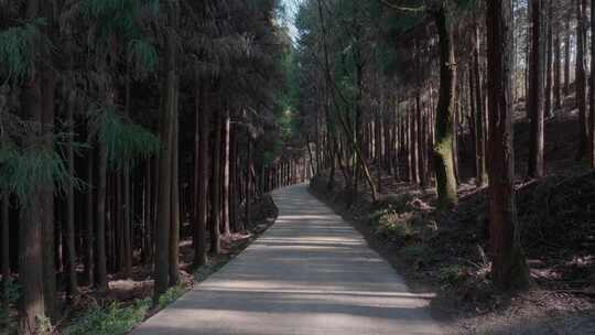 冬季森林里的阳光