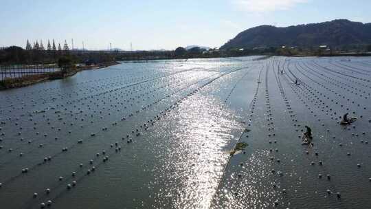 原创拍摄珍珠养殖户外水塘视频素材模板下载