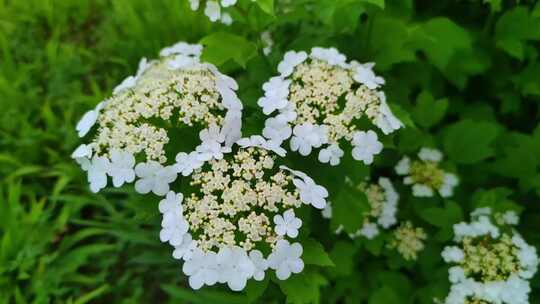 奇花异草特写镜头