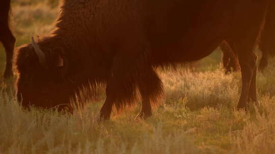 日落时的科罗拉多草原美洲野牛