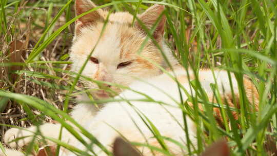春天草丛中未成年小猫狸花猫