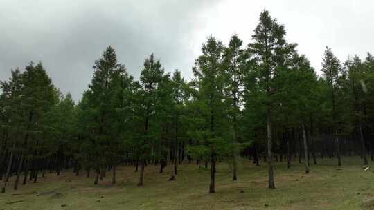 山野青草地松树林雨中