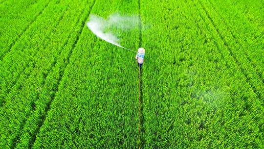 农民在稻田里喷洒农药视频素材模板下载