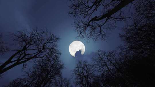 恐怖森林月亮升起空镜