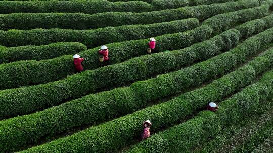 茶田茶树茶农采茶采摘茶叶