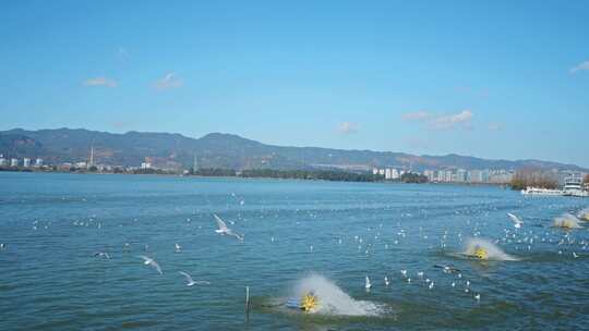 红嘴鸥海鸥