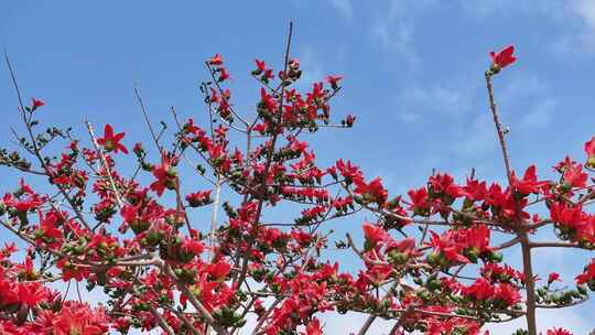盛开的木棉花特写