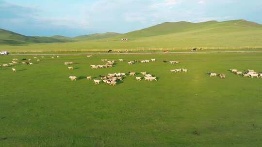 航拍草原上奔跑的羊群