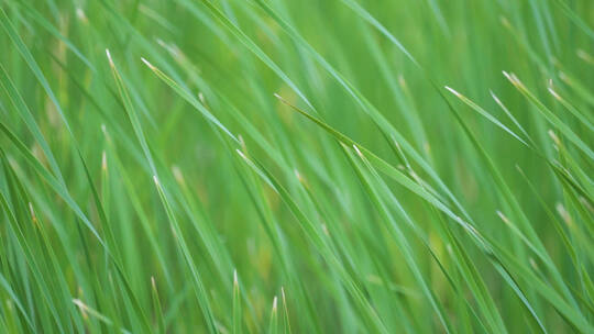 风吹草动唯美绿色草丛生机勃勃
