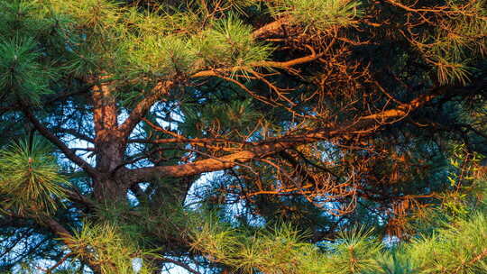 松枝光影缓缓移动黄昏时间慢慢流逝