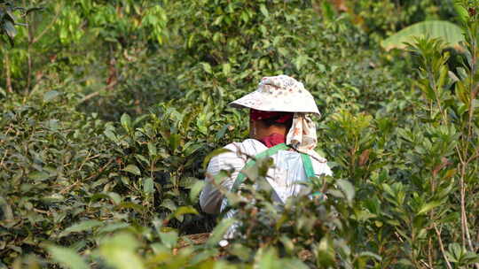 普洱茶采茶茶叶茶园采摘