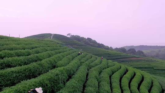 茶园 茶叶 种植 茶田 航拍茶园 农业 采茶视频素材模板下载