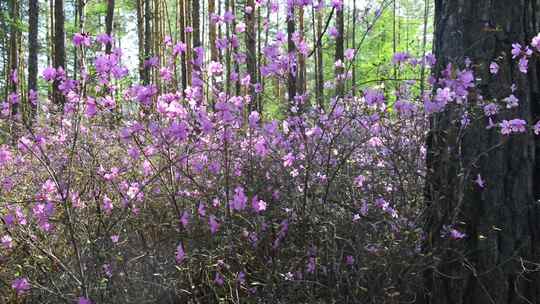 高清杜鹃花视频