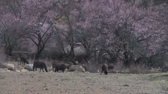 西藏林芝桃花树下的牦牛视频素材模板下载