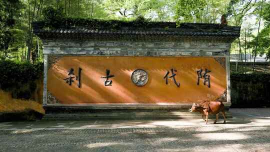 农耕黄牛路过国清寺隋代古刹