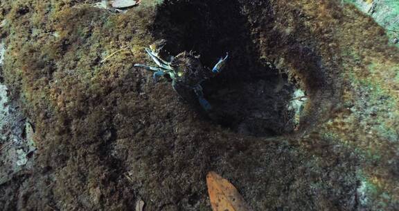 海底的螃蟹